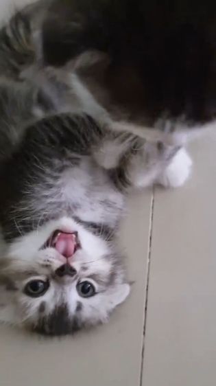 เปอร์เซียร์ผสมสก็อตติชแท้ รูปที่ 5