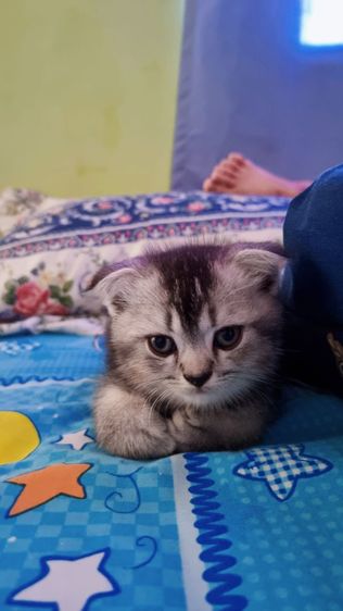 เปอร์เซียร์ผสมสก็อตติชแท้ รูปที่ 10