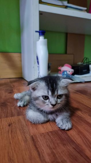 เปอร์เซียร์ผสมสก็อตติชแท้ รูปที่ 3