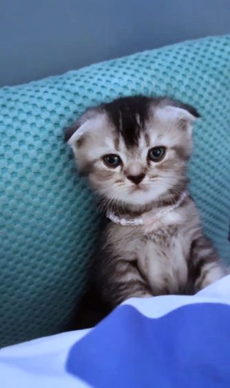 สก็อตติช โฟลด์ (Scottish Fold) เปอร์เซียร์ผสมสก็อตติชแท้