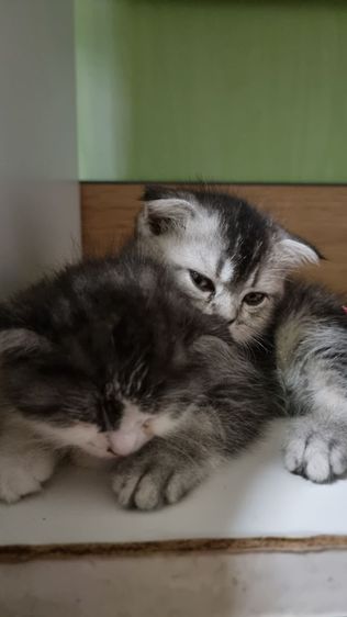 เปอร์เซียร์ผสมสก็อตติชแท้ รูปที่ 7