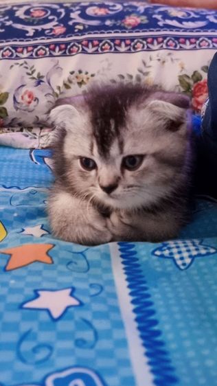 เปอร์เซียร์ผสมสก็อตติชแท้ รูปที่ 9