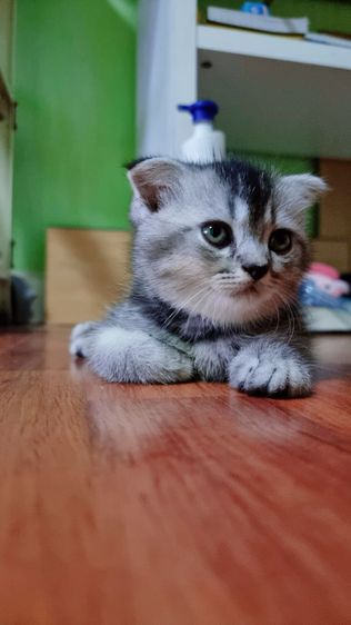 เปอร์เซียร์ผสมสก็อตติชแท้ รูปที่ 2