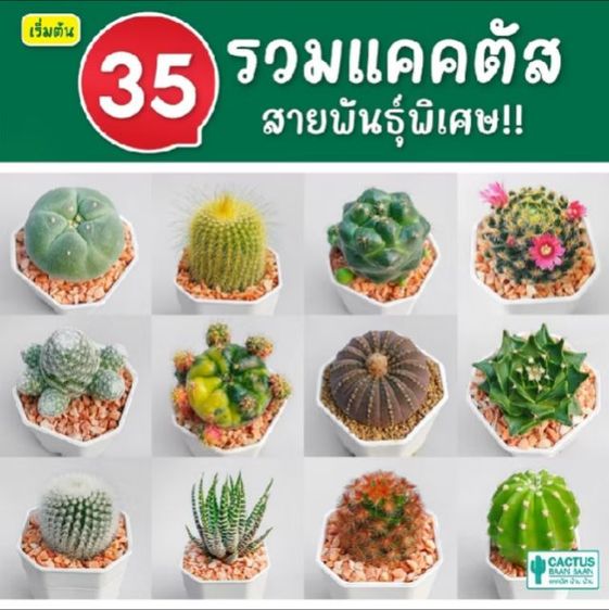 รวมแคคตัสสายพันธุ์พิเศษ
คัดมาแล้วทุกต้น สวย น่ารัก น่าสะสม
มีให้เลือกมากกว่า 35 แบบ พร้อมจัดกระถางเรียบร้อย