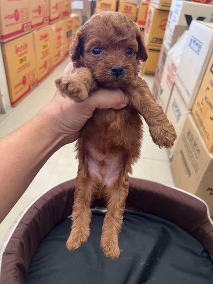 พุดเดิ้ลแท้ เพศผู้ สีน้ำตาลแดง รูปที่ 5