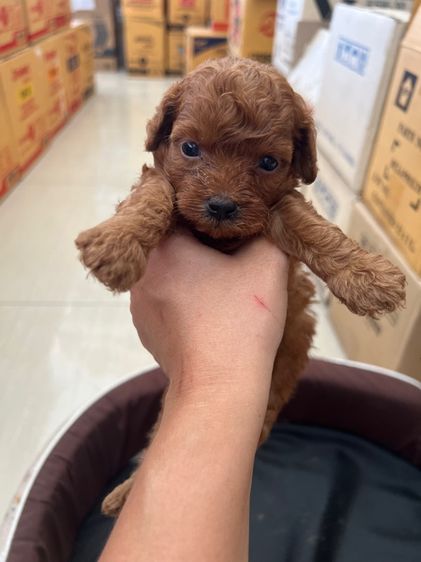 พุดเดิ้ลแท้ เพศผู้ สีน้ำตาลแดง รูปที่ 2