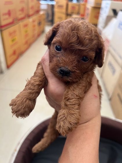 พุดเดิ้ลแท้ เพศผู้ สีน้ำตาลแดง รูปที่ 4