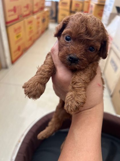 พุดเดิ้ล (Poodle) กลาง พุดเดิ้ลแท้ เพศผู้ สีน้ำตาลแดง