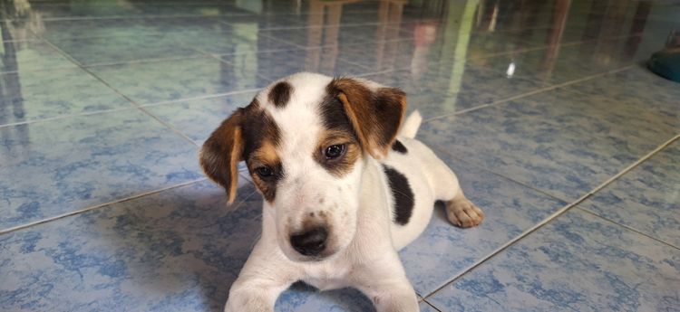 ลูกหมา รูปที่ 2