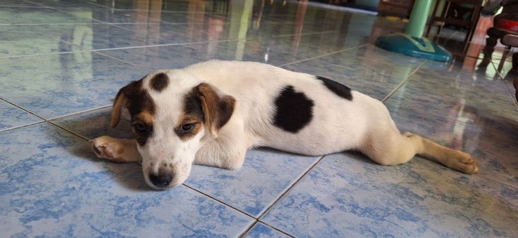 ลูกหมา รูปที่ 4