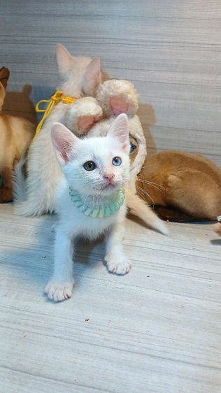 ขาวมณี (Khao Manee) แมวขาวมณีตาสองสี เพศเมีย คะวัคซีนแล้ว1เข็มก่อนย้ายตรวจหัดแมวฟรีรับประกันเอดส์แมวกับรูคีเมียคะ