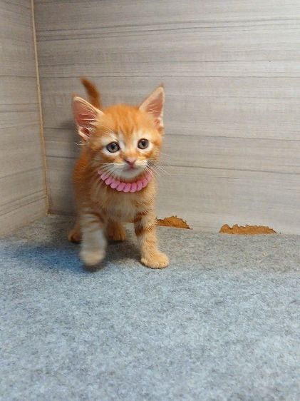 สก็อตติช โฟลด์ (Scottish Fold) แมวสก้อตติช ผสมแมวเปอร์เซีย เพศผู้ รับประกันหัดแมว5วันเอดส์แมวกับรูคีเมียคะ