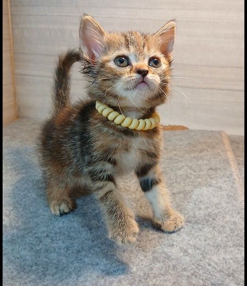 สก็อตติช โฟลด์ (Scottish Fold) แมวสก้อตติช ผสมแมวเปอร์เซีย เพศเมีย รับประกันหัดแมว5วันเอดส์แมวกับรูคีเมียคะ