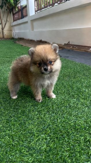 ปอมแท้สระบุรีส่งได้ทุกจังหวัด รูปที่ 4