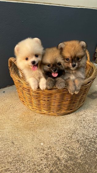 ปอมแท้สระบุรีส่งได้ทุกจังหวัด