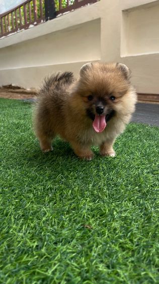 ปอมแท้สระบุรีส่งได้ทุกจังหวัด รูปที่ 2