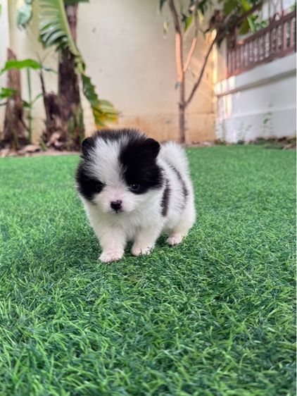 ปอมแท้สระบุรีส่งได้ทุกจังหวัด รูปที่ 5