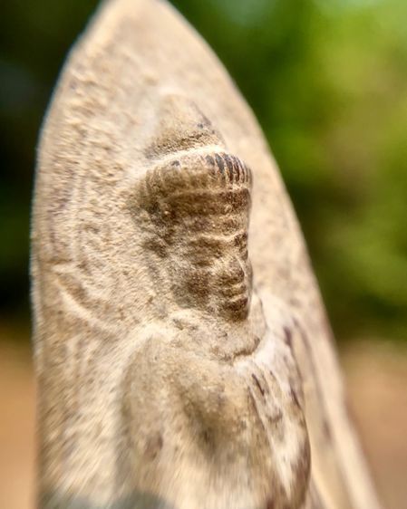 พระร่วงหลังรางปืน (พิมพ์เล็ก) รูปที่ 7