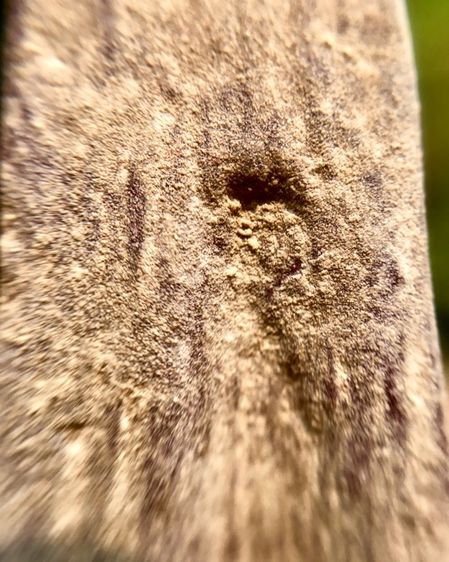 พระร่วงหลังรางปืน (พิมพ์เล็ก) รูปที่ 14