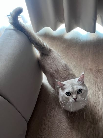 มันช์กิ้นขาสั้นจู๊ดดด รูปที่ 2