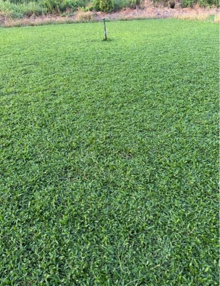 หญ้าปูสนาม หญ้ามาเลเซีย รับปูสนาม ตัดตกแต่ง รูปที่ 14
