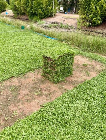 หญ้าปูสนาม หญ้ามาเลเซีย รับปูสนาม ตัดตกแต่ง รูปที่ 17