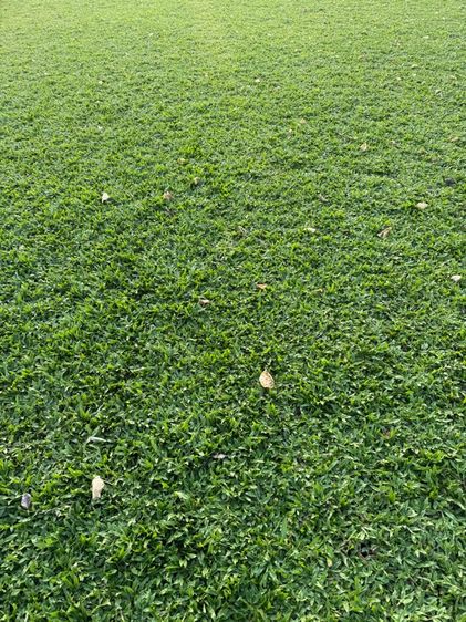 หญ้าปูสนาม หญ้ามาเลเซีย รับปูสนาม ตัดตกแต่ง