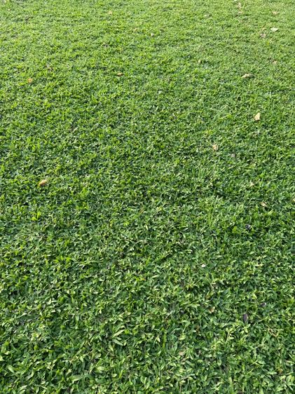 หญ้าปูสนาม หญ้ามาเลเซีย รับปูสนาม ตัดตกแต่ง รูปที่ 2