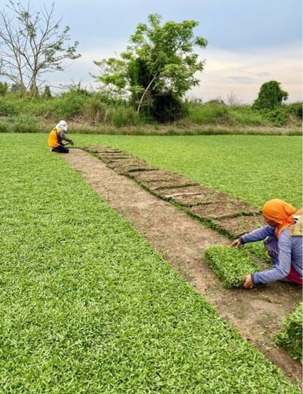 หญ้าปูสนาม หญ้ามาเลเซีย รับปูสนาม ตัดตกแต่ง รูปที่ 15