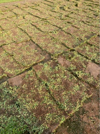 หญ้าปูสนาม หญ้ามาเลเซีย รับปูสนาม ตัดตกแต่ง รูปที่ 8