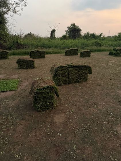 หญ้าปูสนาม หญ้ามาเลเซีย รับปูสนาม ตัดตกแต่ง รูปที่ 10