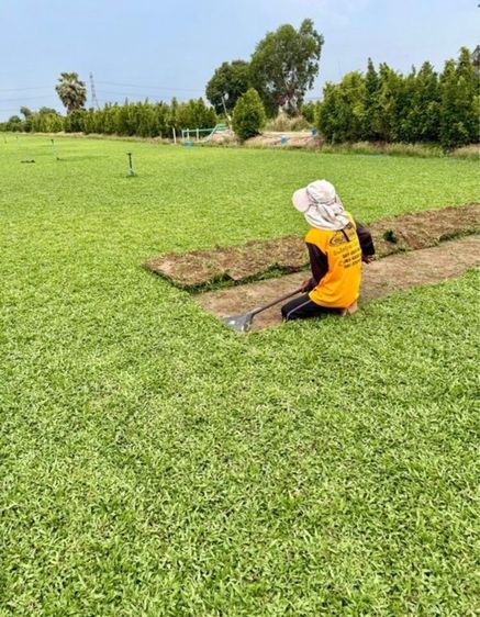 หญ้าปูสนาม หญ้ามาเลเซีย รับปูสนาม ตัดตกแต่ง รูปที่ 16