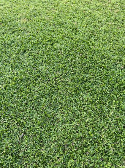 หญ้าปูสนาม หญ้ามาเลเซีย รับปูสนาม ตัดตกแต่ง รูปที่ 4
