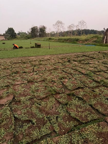 หญ้าปูสนาม หญ้ามาเลเซีย รับปูสนาม ตัดตกแต่ง รูปที่ 11