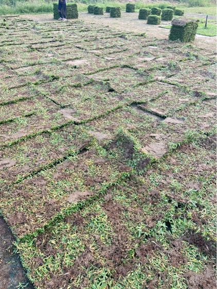 หญ้าปูสนาม หญ้ามาเลเซีย รับปูสนาม ตัดตกแต่ง รูปที่ 9