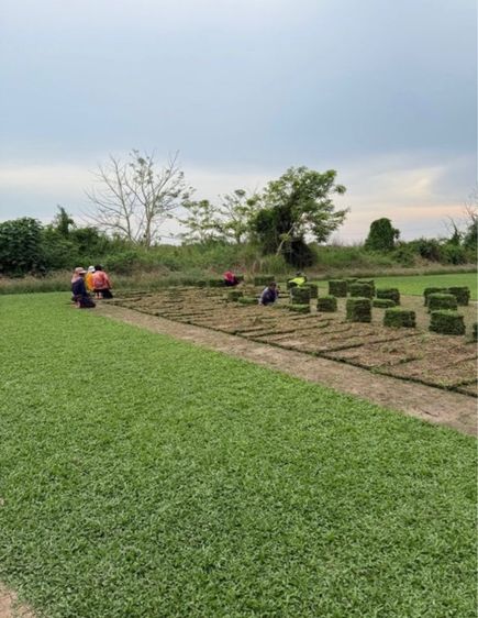 หญ้าปูสนาม หญ้ามาเลเซีย รับปูสนาม ตัดตกแต่ง รูปที่ 18