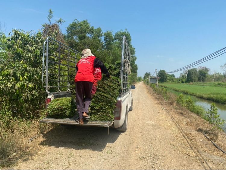 หญ้าปูสนาม หญ้ามาเลเซีย รับปูสนาม ตัดตกแต่ง รูปที่ 12