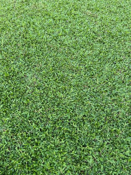 หญ้าปูสนาม หญ้ามาเลเซีย รับปูสนาม ตัดตกแต่ง รูปที่ 7