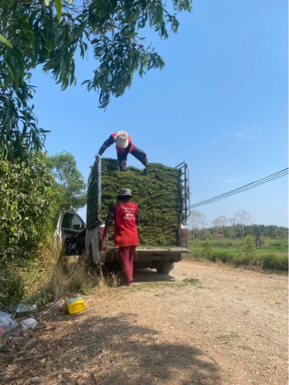 หญ้าปูสนาม หญ้ามาเลเซีย รับปูสนาม ตัดตกแต่ง รูปที่ 13