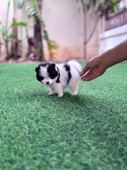 ลูกสุนัข รูปที่ 6