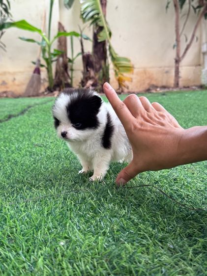 ปอมเมอเรเนียน (Pomeranian) เล็ก ลูกสุนัข