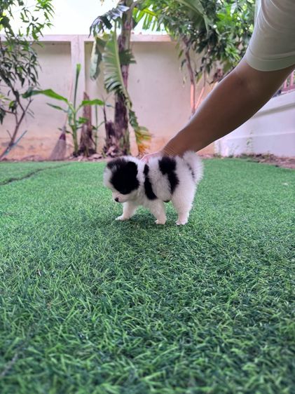 ลูกสุนัข รูปที่ 2