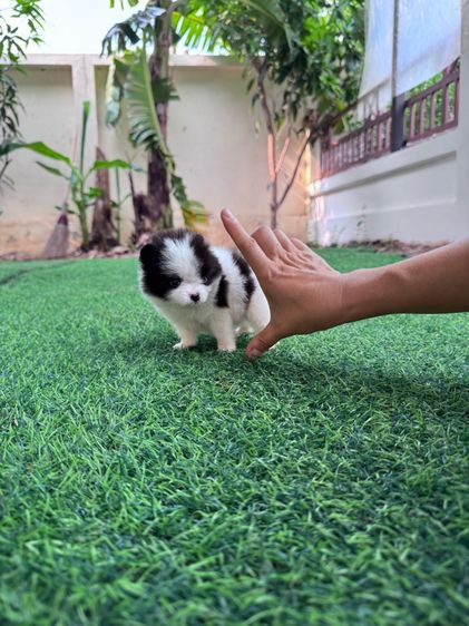 ลูกสุนัข รูปที่ 3