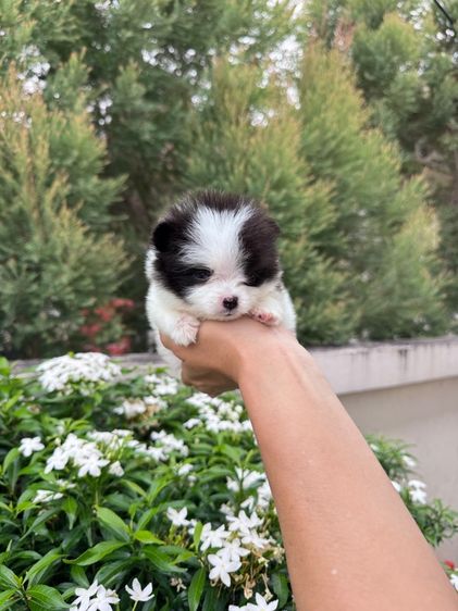 ลูกสุนัข รูปที่ 10