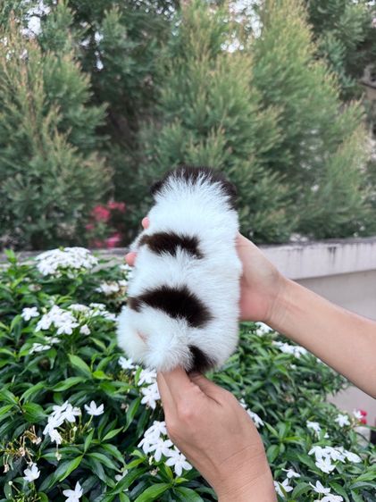 ลูกสุนัข รูปที่ 4