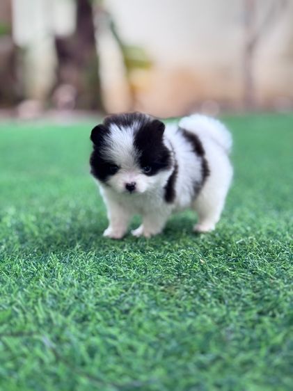 ลูกสุนัข รูปที่ 7