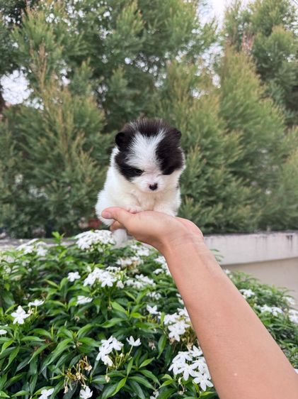 ลูกสุนัข รูปที่ 5