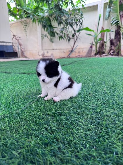 ลูกสุนัข รูปที่ 8