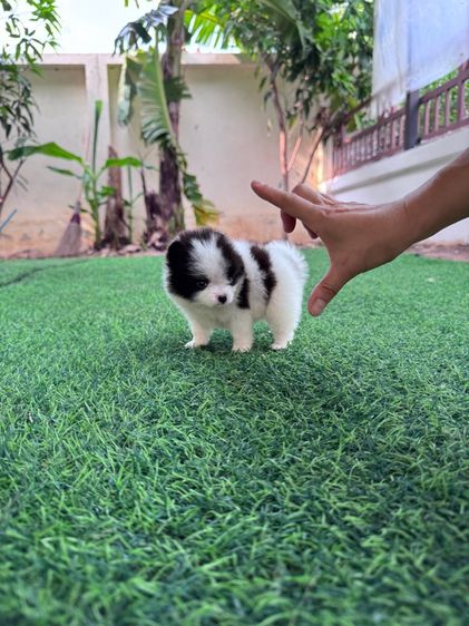 ลูกสุนัข รูปที่ 9