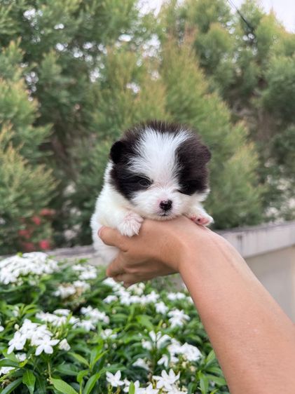 ลูกสุนัข รูปที่ 11